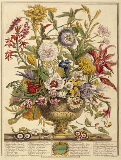 September, aus Zwölf Monate Blumen von Robert Furber, graviert von Henry Fletcher von Pieter after Casteels